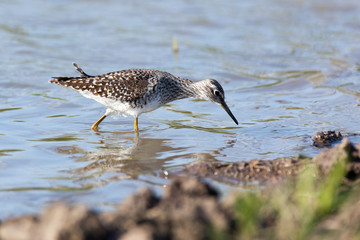  Wood Sandpiper (Tringa glareola)