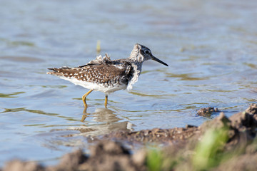 Wood Sandpiper (Tringa glareola)