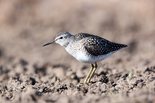  Wood Sandpiper (Tringa glareola)