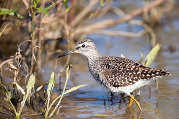  Wood Sandpiper (Tringa glareola)
