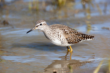  Wood Sandpiper (Tringa glareola)