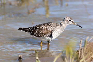  Wood Sandpiper (Tringa glareola)
