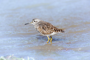 Obraz premium Wood Sandpiper (Tringa glareola)