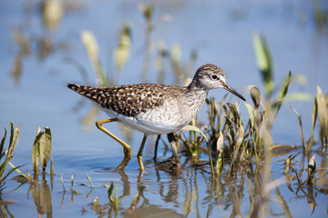  Wood Sandpiper (Tringa glareola)