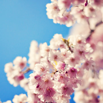 Vintage Cherry Blossoms in Spring
