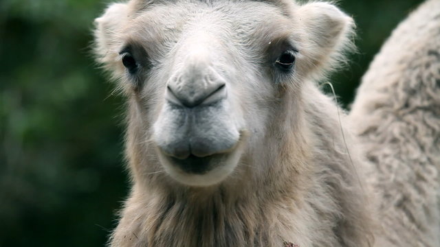 camel in captivity in zoo standing and looking