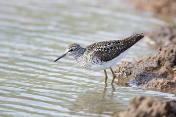 Wood Sandpiper (Tringa glareola)