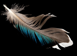 feather on a black background