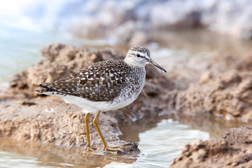 Wood Sandpiper (Tringa glareola)