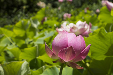 pink sacred lotus garden