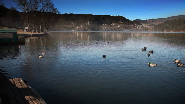 Ducks swimming pass boat in Bled's lake