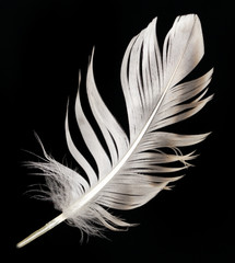 feather on a black background