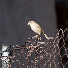 sparrow in nature