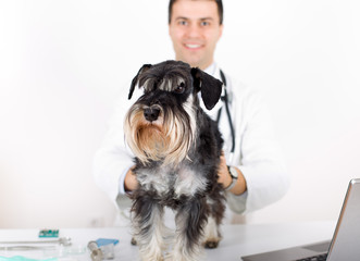 Miniature schnauzer with veterinarian
