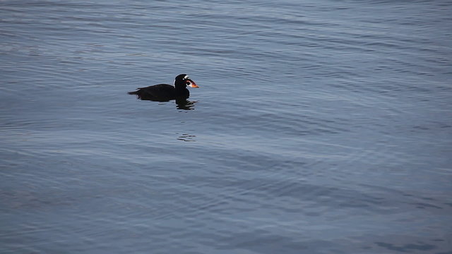 A male adult Surf Scoter dives for food