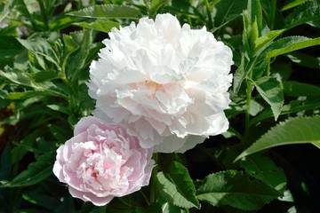 Pfingstrosen  - Paeonia - 
