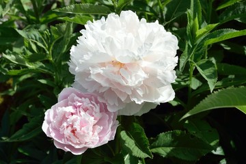Pfingstrosen  - Paeonia - Blüte der Zuchtsorte 'Yukidoro'