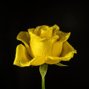 Yellow rose with water drops. Close-up.