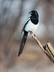 Eurasian magpie