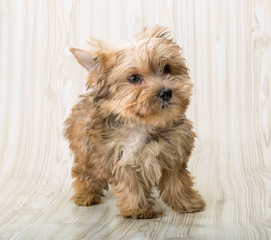 Yorkshire terrier