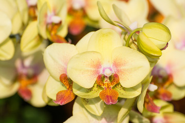 Fototapeta na wymiar Yellow orchid (Phalaenopsis)