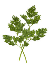 Kerbel; Anthriscus; Cerefolium;