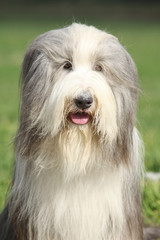 Amazing Bearded collie sitting