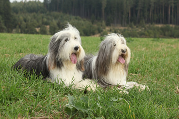 Two amazing bearded collies lying in the grass