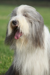 Amazing Bearded collie sitting