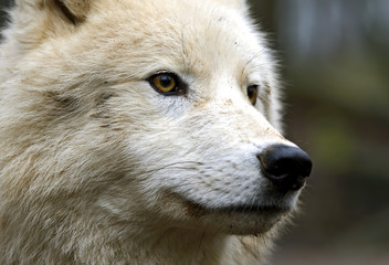 Portrait of a Polar Wolf