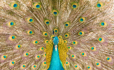 Obraz premium Male Indian peafowl (Pavo cristatus) in a fan-like displaying