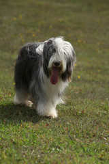 Beautiful bearded collie standing in the nature