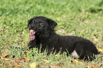 Adorable german shepherd puppy in the garden