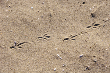 Fototapeta na wymiar Birds footprints on sand beach