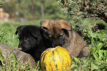 Two nice puppies with pumpkin