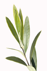Olivenbaumblaetter, Olea Europaea