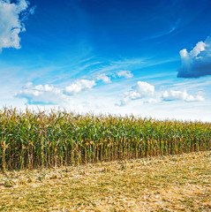 close up view on edge of corn field in harvest with beaty blue c