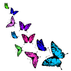 Obraz premium butterflies design