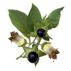 Tollkirsche; Atropa Bella-donna; Beeren