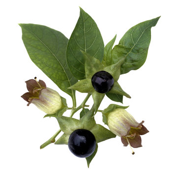 Tollkirsche; Atropa Bella-donna; Beeren