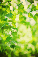 Fototapeta na wymiar fresh green leaves of birch tree instagram stile