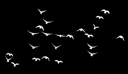 flock of pigeons on a black background