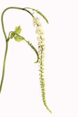 Traubensilberkerze, Cimicifuga, racemosa,