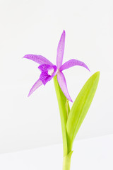 Hybrid cattleya relatives named Maikai Myumi orchid