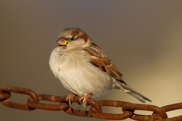 Haussperling