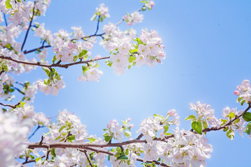 view on branches of blossoming apple tree with sky background in