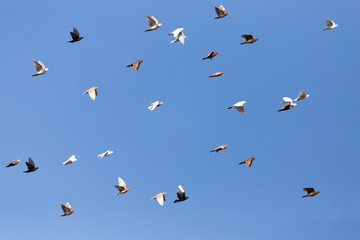 Pigeons on a background of blue sky