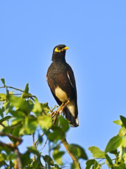 Common myna
