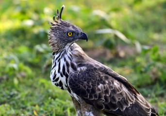 Crested Falcon