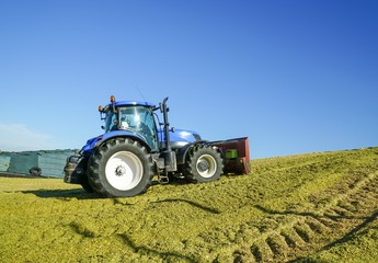 Fototapeta premium Silomaisernte, Traktor mit Planierschild verteilt Maissilage
